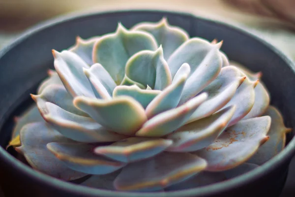 Echeveria sulu yakın çekim — Stok fotoğraf