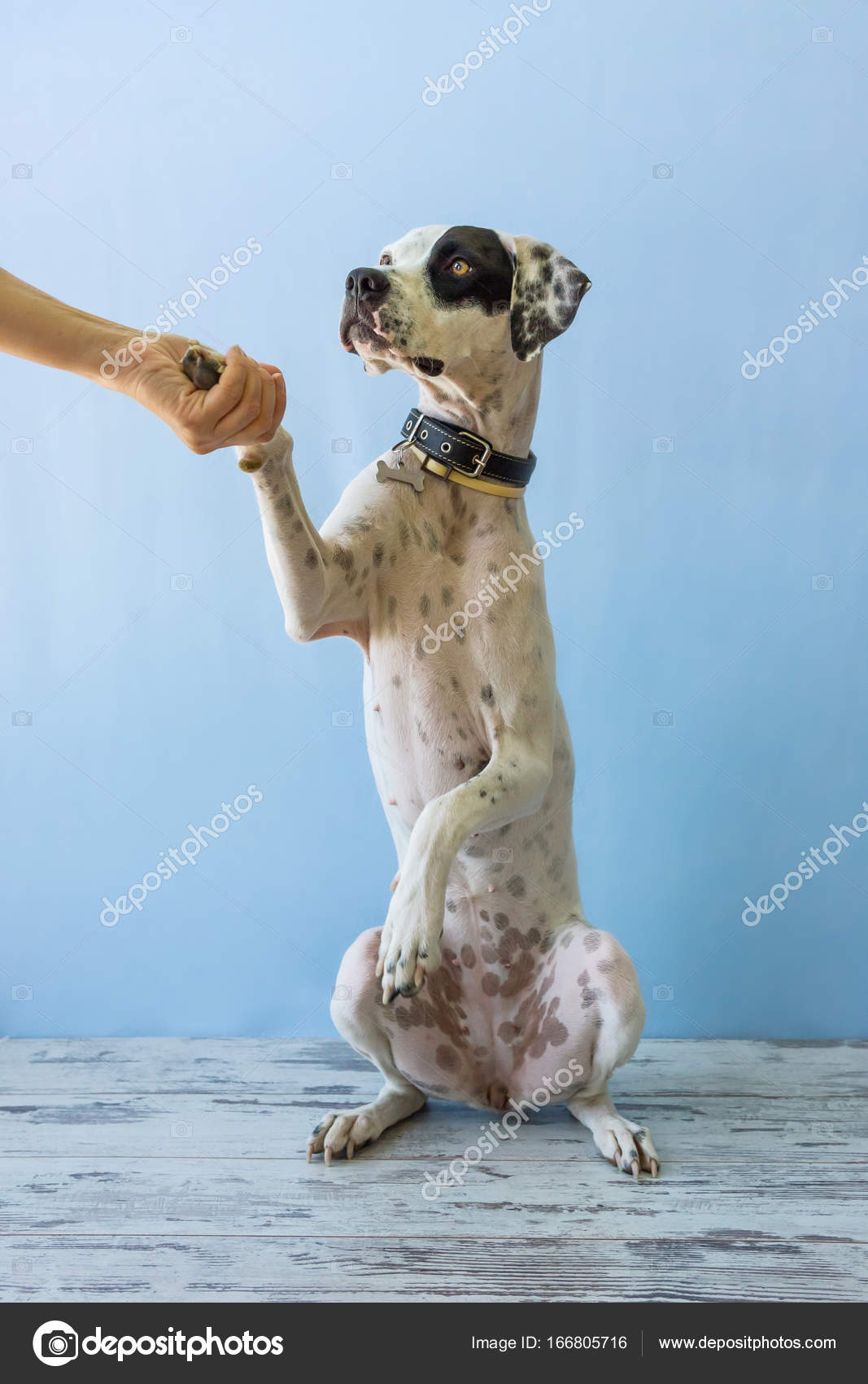 Assis Sur Les Pattes Arrière Pointer Anglais Womens Main Le
