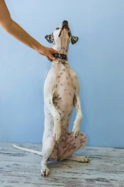 arka ayakları İngilizce işaretçi kadın el üzerinde oturan bu tutar