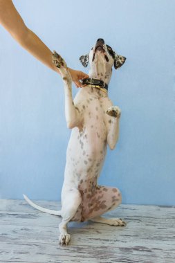 arka ayakları İngilizce işaretçi kadın el üzerinde oturan bu tutar