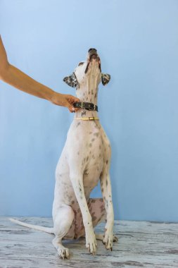 arka ayakları İngilizce işaretçi kadın el üzerinde oturan bu tutar