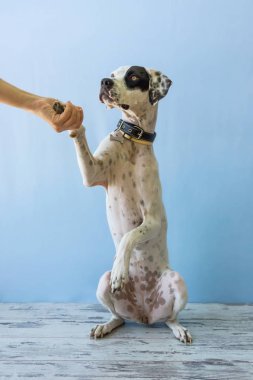arka ayakları İngilizce işaretçi kadın el üzerinde oturan bu tutar