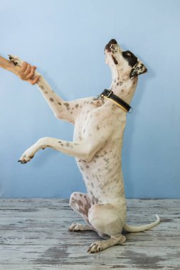 arka ayakları İngilizce işaretçi kadın el üzerinde oturan bacağını tutar