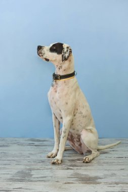 İngiliz pointer oturan