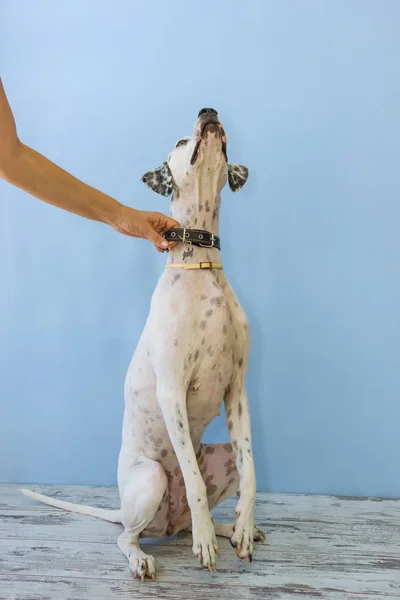 Sitting on hind legs English pointer womens hand holds it — Stock Photo, Image