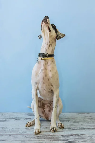 Sitting English pointer — Stock Photo, Image