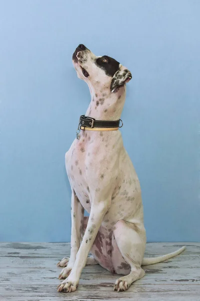 Sitting English pointer — Stock Photo, Image