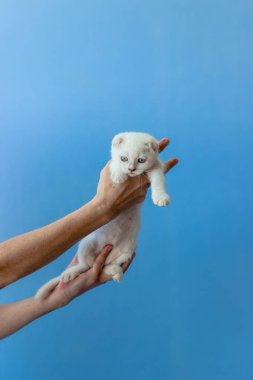 İskoç fold doğurmak kadının elinde yavru kedi