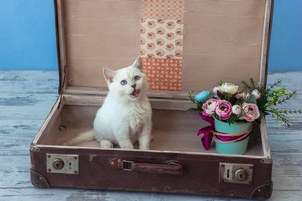 Scottish Straight breed kitten in old suitcase