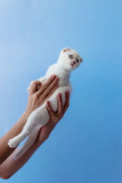 Gattino di razza di piega scozzese in mani di donne — Foto Stock