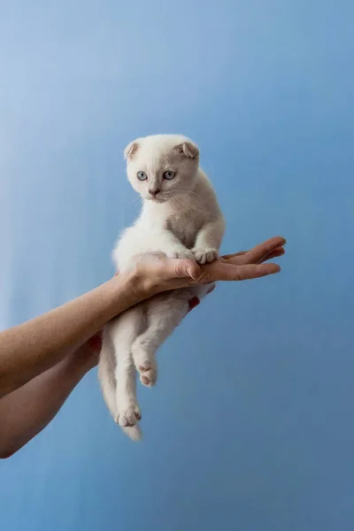 苏格兰折耳猫品种在女人手里的小猫 — 图库照片