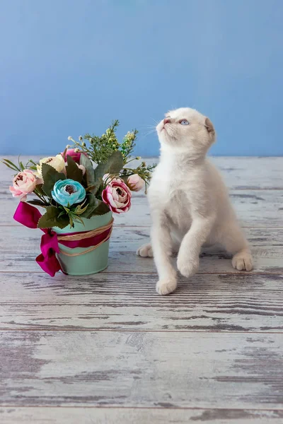 苏格兰折耳猫品种与鲜花花束的小猫 — 图库照片
