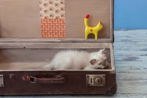 Kitten of Scottish Straight breed inside old suitcase — Stock Photo, Image