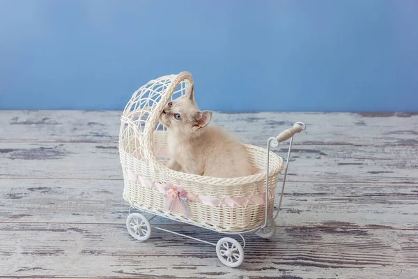 Котенок шотландской прямой породы сидит в маленькой коляске — стоковое фото