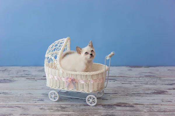 Kitten of Scottish straight breed sitting in small stroller — Stock Photo, Image
