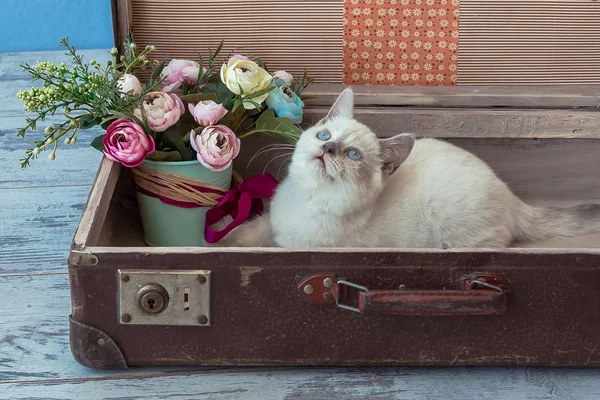 Шотландская прямая порода котенок в старом чемодане с букетом — стоковое фото