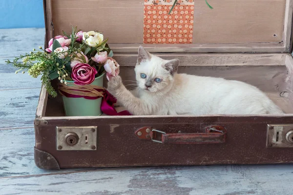 Шотландская прямая порода котенок в старом чемодане с букетом — стоковое фото