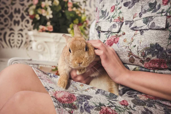 Piccolo coniglio zenzero nelle mani di giovani ragazze — Foto Stock