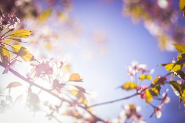 arka planda mavi gökyüzü ile sakura çiçeği