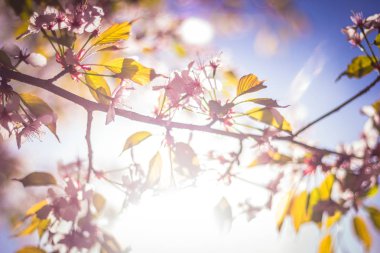 arka planda mavi gökyüzü ile sakura çiçeği