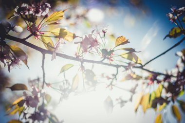 arka planda gökyüzü ile sakura çiçeği dalı 