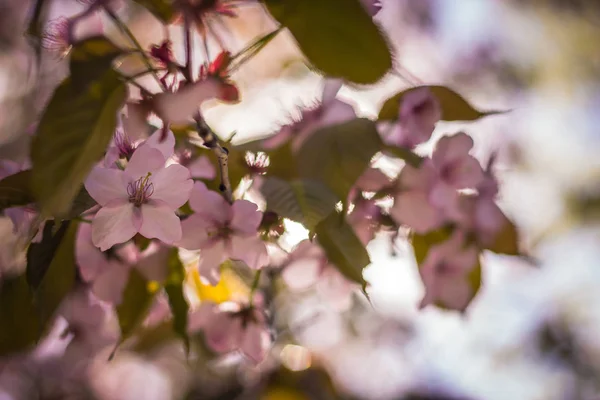 Różowy Sakura kwiat oddział — Zdjęcie stockowe