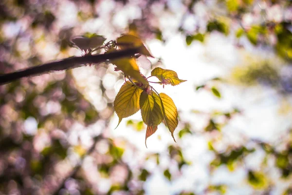 Pink sakura blossom branch — Stock Photo, Image