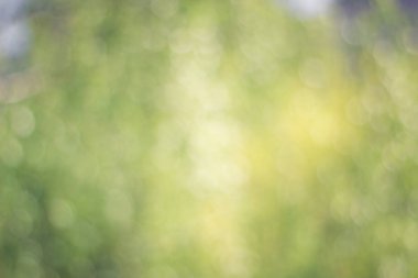 Bokeh tonlu hayal ile deffocused yeşil arka plandan yapılmış doku