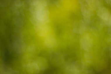 Bokeh tonlu hayal ile deffocused yeşil arka plandan yapılmış doku