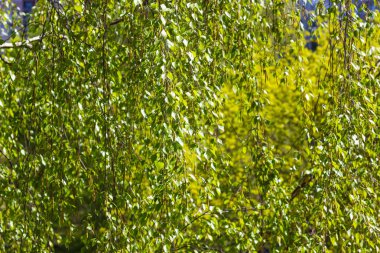 Yeşil huş yapraklarından yapılmış doku tonlu görüntü