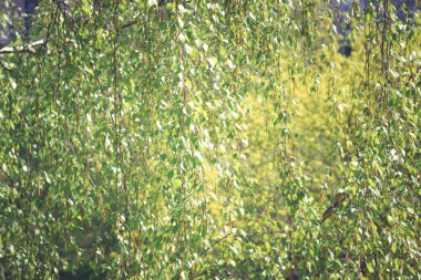 Yeşil huş yapraklarından yapılmış doku tonlu görüntü