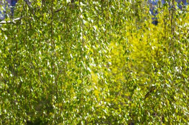 Yeşil huş yapraklarından yapılmış doku tonlu görüntü