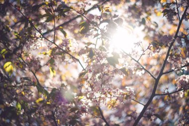 Pembe sakura çiçeği dalı 