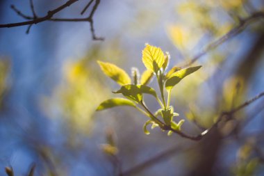 Taze bahar yeşil yaprakları ile ağacın küçük dalı 