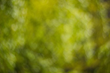 Kalp şeklinde bok ile defokus yeşil arka plan yapılmış doku