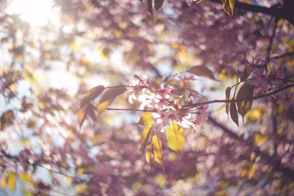 Rosa Sakura Blütenzweig — Stockfoto