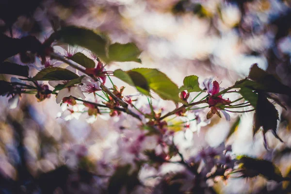 Ramo de flor sakura rosa — Fotografia de Stock
