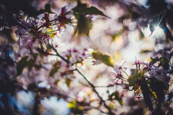 Branche de fleur de sakura rose — Photo