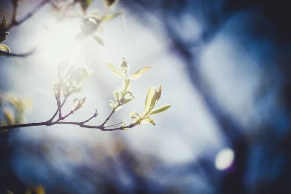 Малая ветка дерева со свежими весенними зелеными листьями — стоковое фото