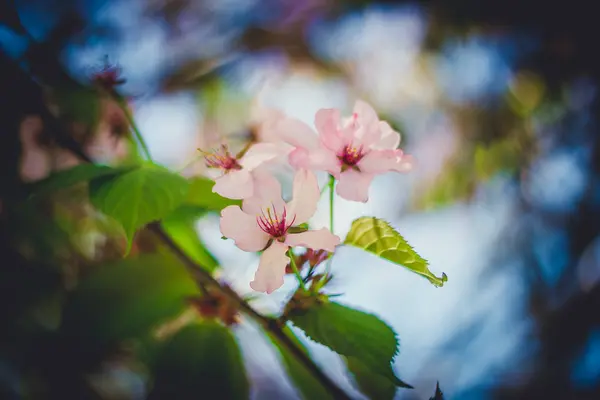 Rama de flor de sakura rosa — Foto de Stock