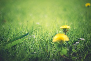 Yeşil çimlerde karahindiba çiçeği