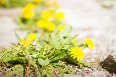 Karahindiba çiçeği yakın çekim