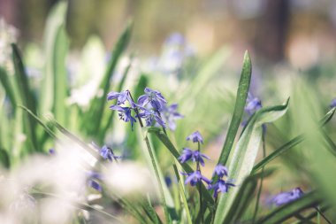 Flowerbed küçük Sibirya Scylla çiçekler