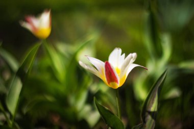 Flowerbed küçük lale çiçekleri