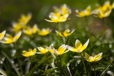 Flowerbed küçük sarı çiçekler