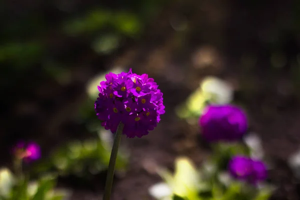 Purple ball-shaped flower on flowerbed — Stock Photo, Image