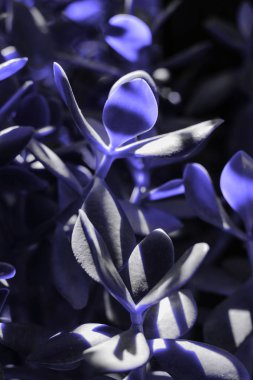 2020 yılının klasik Mavi Pantone rengi sulanıyor