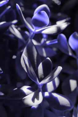 2020 yılının klasik Mavi Pantone rengi sulanıyor