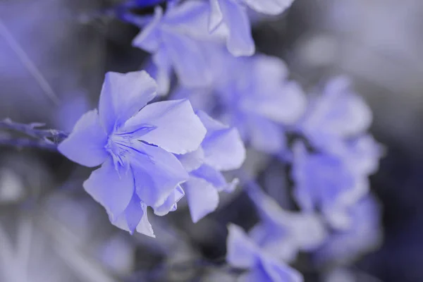 Classic Blue Pantone color of the year 2020 oleander bush blooms — Stock Photo, Image