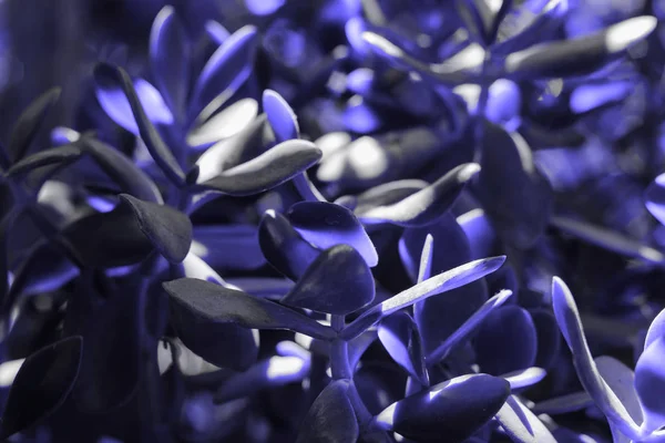 Классический голубой цвет Pantone 2020 года становится сочным — стоковое фото